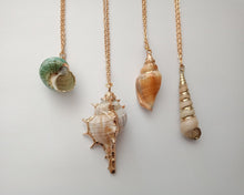 Load image into Gallery viewer, Necklace Shell Bolinus Brandaris
